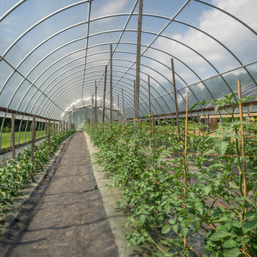 Sunmaster™ EVO IR/AC® 8-Layer 6 mil Greenhouse Film - 20' Wide